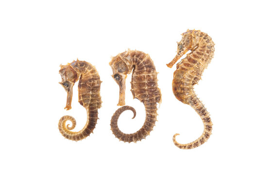 Sea Horses isolated on white
