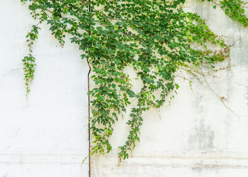 Lush green ivy is growing and covering granite white wall with neighborhood houses