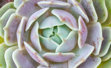 Fototapeta premium Miniature succulent plants (succulent cactus) at the garden