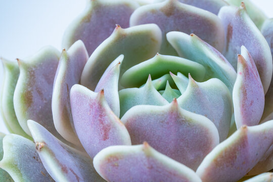Miniature succulent plants (succulent cactus) at the garden