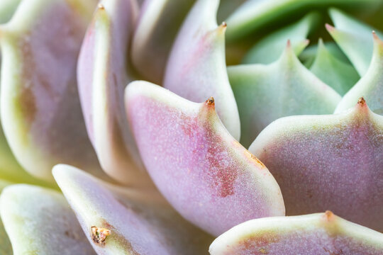 Miniature succulent plants (succulent cactus) at the garden
