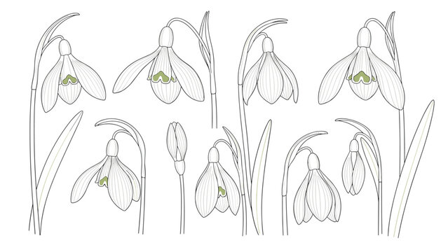 Collection of detailed snowdrop flower sketches featuring delicate drooping white blooms and long slender green leaves.