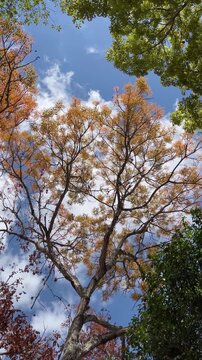 Looking up at autumn tree canopy with blue sky and clouds