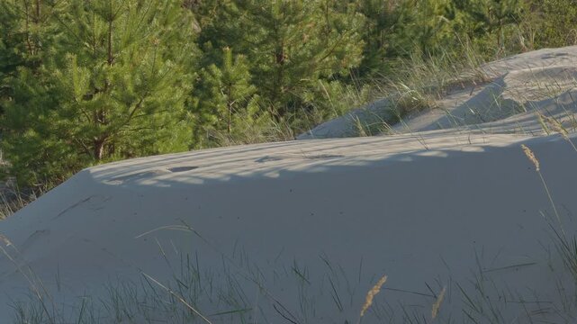 Dune top with grass background. Sunlit ripples shape desert contours naturally. Delicate windcarved patterns and soft shadows craft captivating desert scene in high resolution