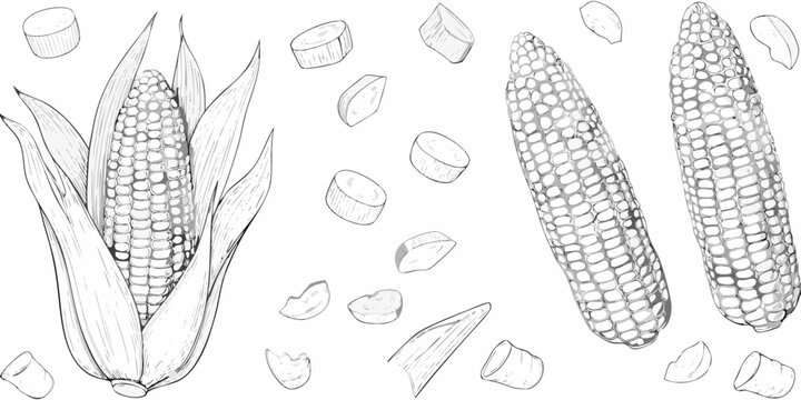 Corn cobs and kernels detailed sketch illustration on white background