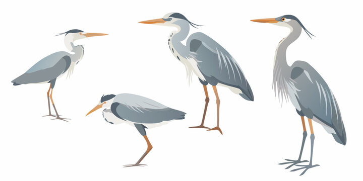 Herons illustration set gray birds in various poses on white background