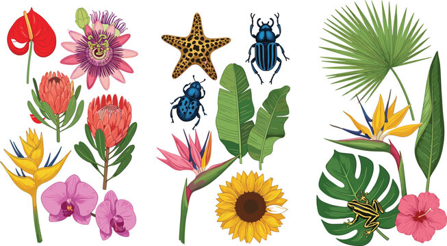 Exotic tropical botanical collection with orchid protea hibiscus bird of paradise flowers palm leaves monstera beetle insect starfish and frog for jungle wildlife nature designs.