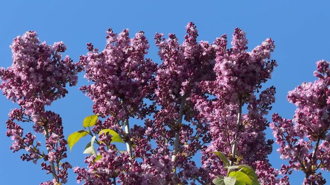 Lilac purple panicles against blue sky.