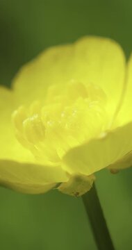 Common buttercup (Ranunculus acris), Auvergne, France.