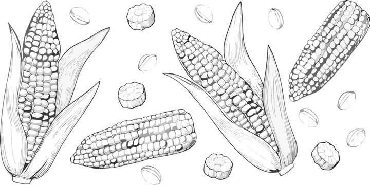 Detailed corn cobs and kernels black and white sketch