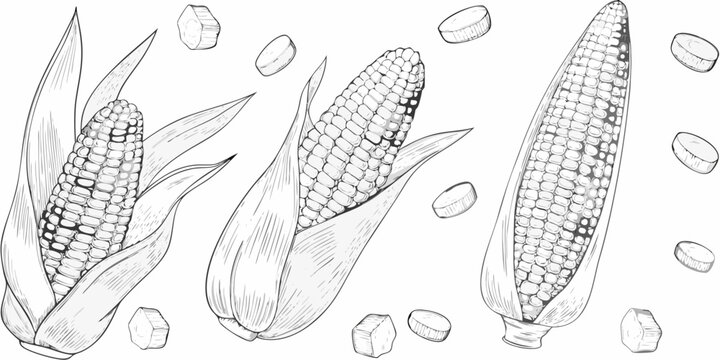 Detailed sketch of corn cobs and kernels on white background