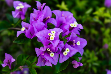 Obraz premium Purple flowers in the garden