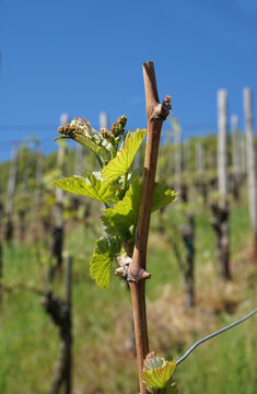 junger Trieb der Rebe Sp&auml;tburgunder im Fr&uuml;hjahr, erste frische Bl&auml;tter an der Weinrebe