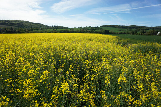intensiv gelb bl&uuml;hendes Rapsfeld, Landschaft mit H&uuml;geln im Hintergrund, Ahrtal