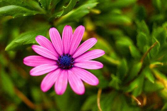 Single purple daisy flower in bloom, macro photography
