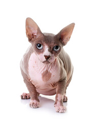 Obraz premium Sphynx cat in studio