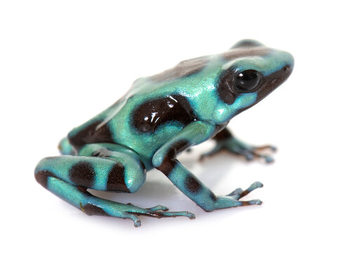 Dendrobates auratus celeste