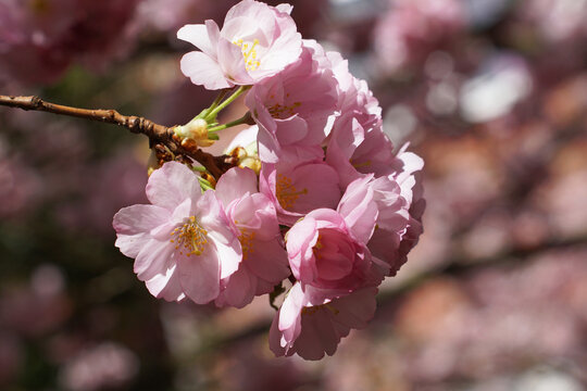 Zweig mit rosa Bl&uuml;ten der Zierkirsche im Fr&uuml;hling - A branch of ornamental cherry with pink blossoms in spring