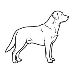 Obraz premium Labrador Retriever dog outline vector illustration. Minimalist standing canine profile ideal for logo design, pet branding, and coloring book pages
