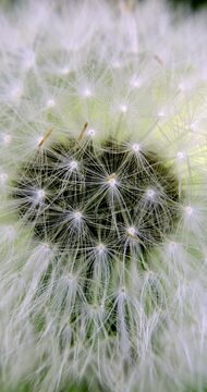 Dandelion (Taraxacum), Auvergne, France.