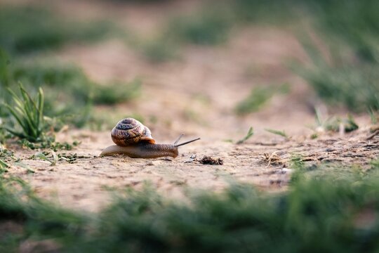 Snail moving slowly across the ground. Garden mollusk crawling on dirt path in nature. Gastropod mollusk representing patience, perseverance, evolution and slow pace in wildlife.