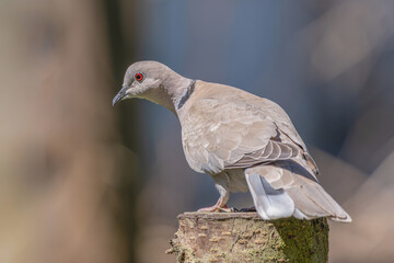 Sierpówka (zwyczajna), synogarlica turecka (Streptopelia decaocto) © Janusz Lipiński