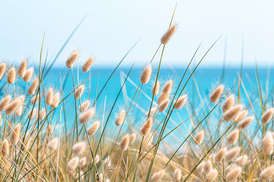 Lagurus ovatus, bunny tail grass on sand dune - France