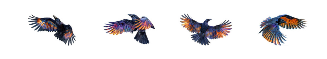 Naklejka premium Flying raven silhouettes with colorful galaxy and nebula textures on isolated on transparent background