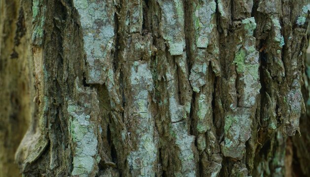 tree bark texture