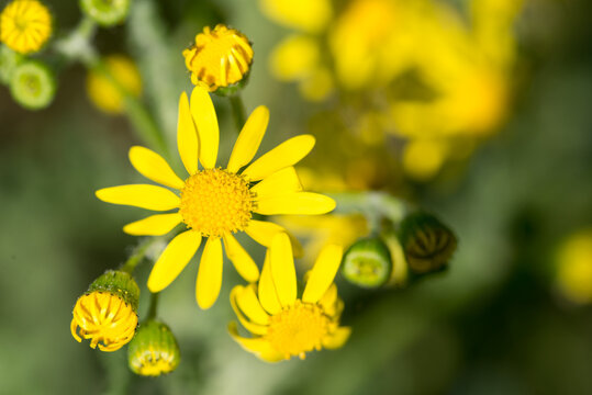 eastern groundsel, Senecio vernalis yellow flowers closeup selective focus