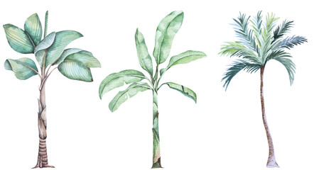 Tropical leaf, green nature.Watercolor tropical leaves, dense jungle for be used background, textile or wallpaper interior design.Banana branches. © joy8046