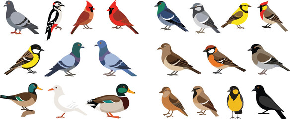 Colorful wild bird vector illustration collection featuring mallard duck pigeon cardinal woodpecker sparrow and various songbirds for nature education wildlife guides and garden birdwatching design. © MstSelina