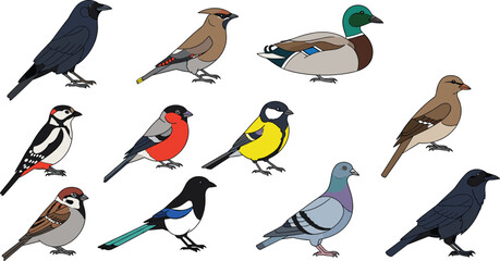 Common European garden birds vector illustration set featuring mallard duck crow magpie pigeon sparrow woodpecker jay bullfinch and great tit for nature education and wildlife design. © MstSelina