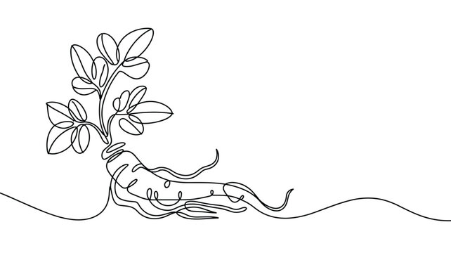 Asian ginseng root with leaves in continuous line drawing technique.