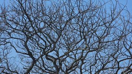 Obraz premium Bare branches of a deciduous tree against the clear blue sky