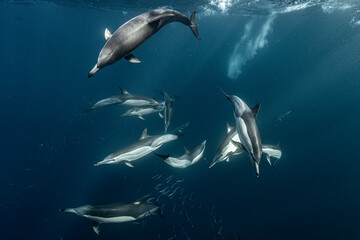 Naklejka premium Group of dolphins swimming and hunting small fish underwater in the open ocean. Marine wildlife scene showing natural predator behavior.