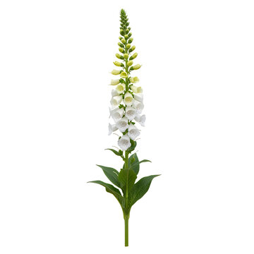 Elegant foxglove flower in full bloom against plain background