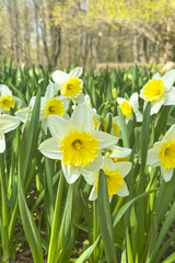 Fototapeta premium Spring Daffodils Blooming in Garden City Park on Sunny Day, for Easter Posts, Seasonal Greetings, Spring Renewal, Gardening Content, Nature Walks, and Fresh Outdoor Lifestyle Visuals