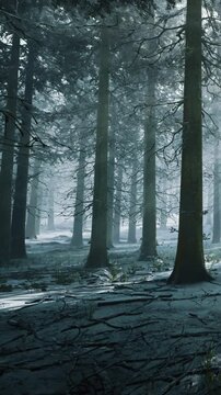 Tall trees stand close together in a forest. Soft light comes through the branches. The ground has patches of snow and dark roots showing. The scene feels quiet and still, with low visibility.