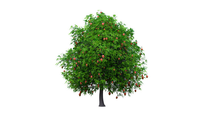 Mango tree with ripe fruits isolated on transparent background for landscape architecture design projects model.