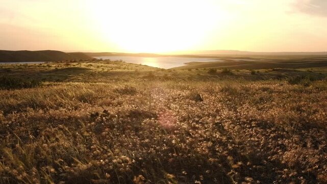 Golden hour landscape of a grassy field with wild feather grass at sunset. Scenic nature background suitable for travel, environment, sustainability themes, and outdoor lifestyle content.