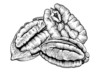 Fototapeta premium Pecan nuts hand drawn vector illustration. Realistic vintage engraving style of peeled pecan kernels isolated on white background. Organic healthy snack and ingredient for baking.