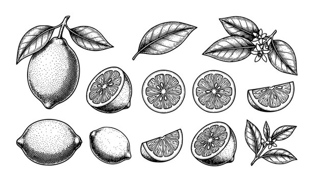 Vintage lemon engraving style citrus fruit illustration set hand drawn vector isolated on white background