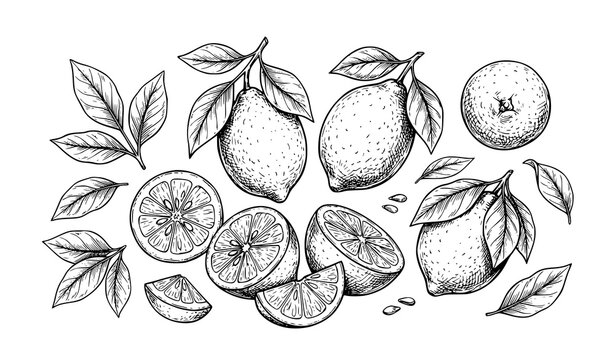 Hand drawn lemon sketch set whole and sliced citrus fruit vector illustration isolated on white background