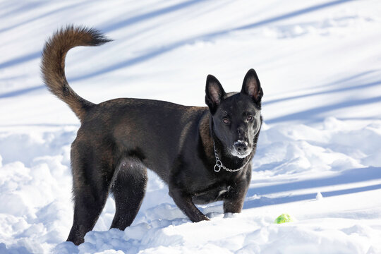 Portrait of a Belgian Malinois dog