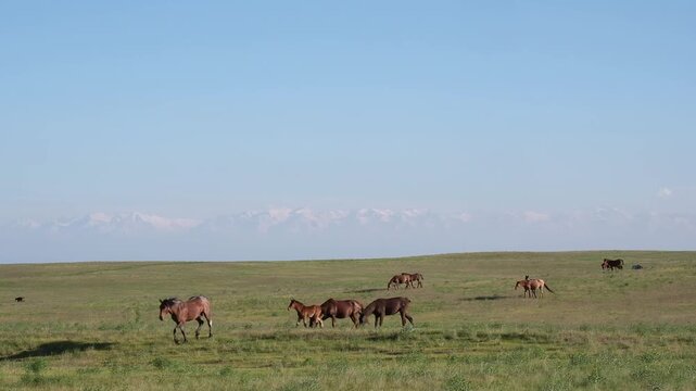 Horses grazing in vast green field with distant mountain range under clear blue sky. Wide landscape suitable for travel background, sustainability concepts, and outdoor adventure themes with copy spac