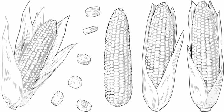 Corn cobs and kernels detailed vintage style illustration