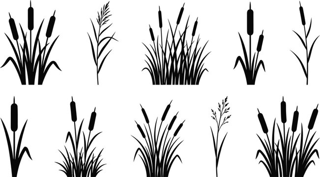 Black reeds and cattail grass silhouettes set isolated on white