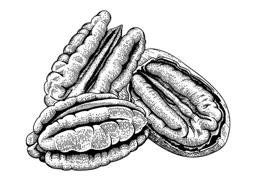 Pecan nuts composition hand drawn vector. Engraved style illustration of pecan kernels and nut in shell isolated on white. Organic healthy food ingredient for packaging design.
