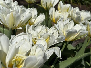 Obraz premium white and yellow tulips
